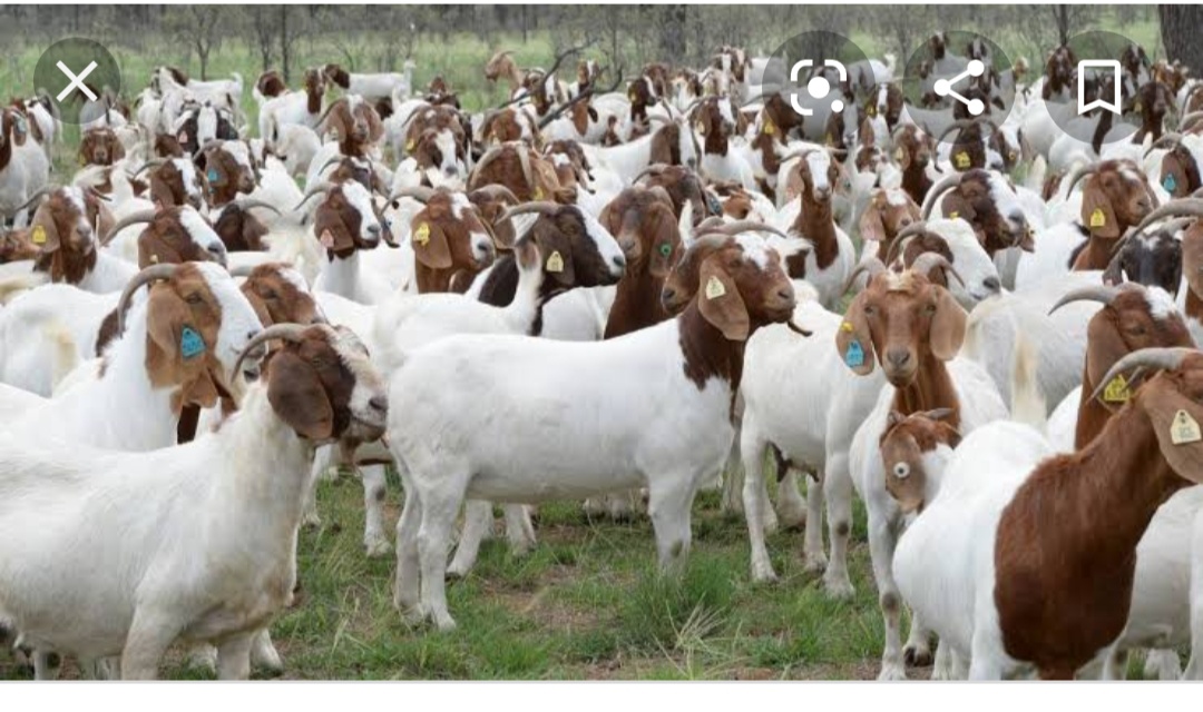Goats farming rural area 