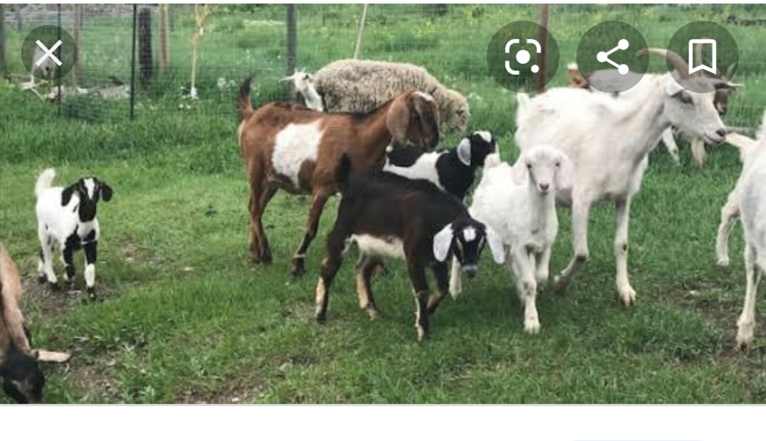 Goats farming  